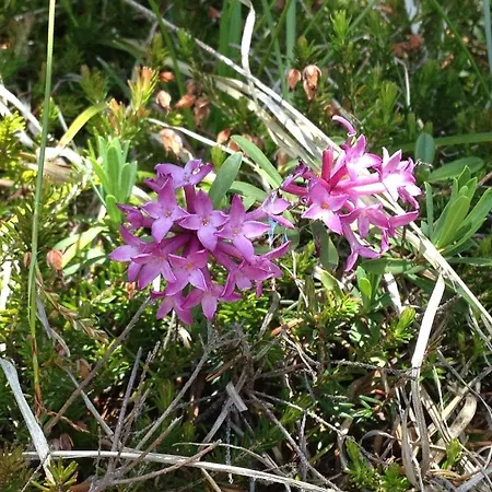 Bergland